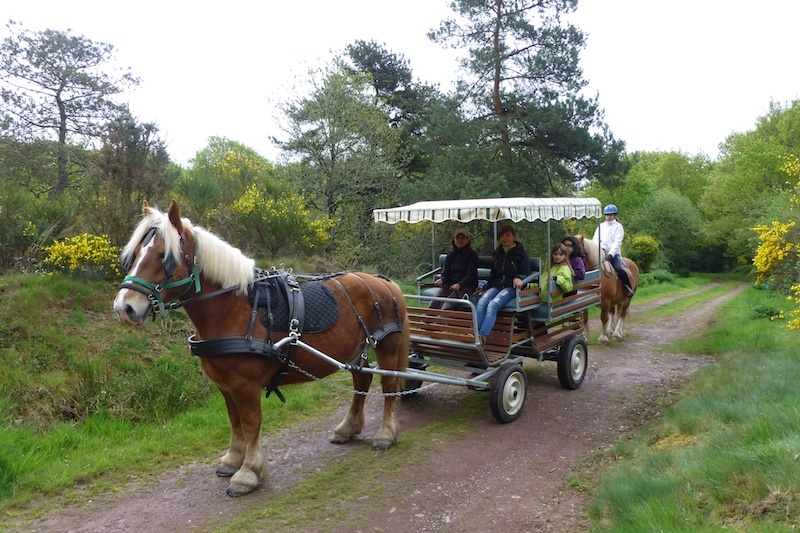 Location calèches de Barenton 35 Paimpont